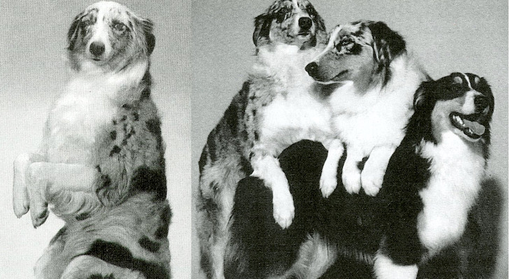 BlueSpice_AustralianShepherd_merge-2